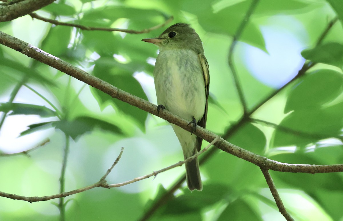 Acadian Flycatcher - ML636831539
