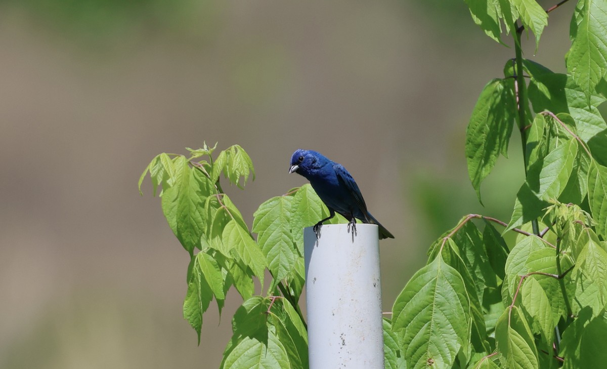 Indigo Bunting - ML636831561