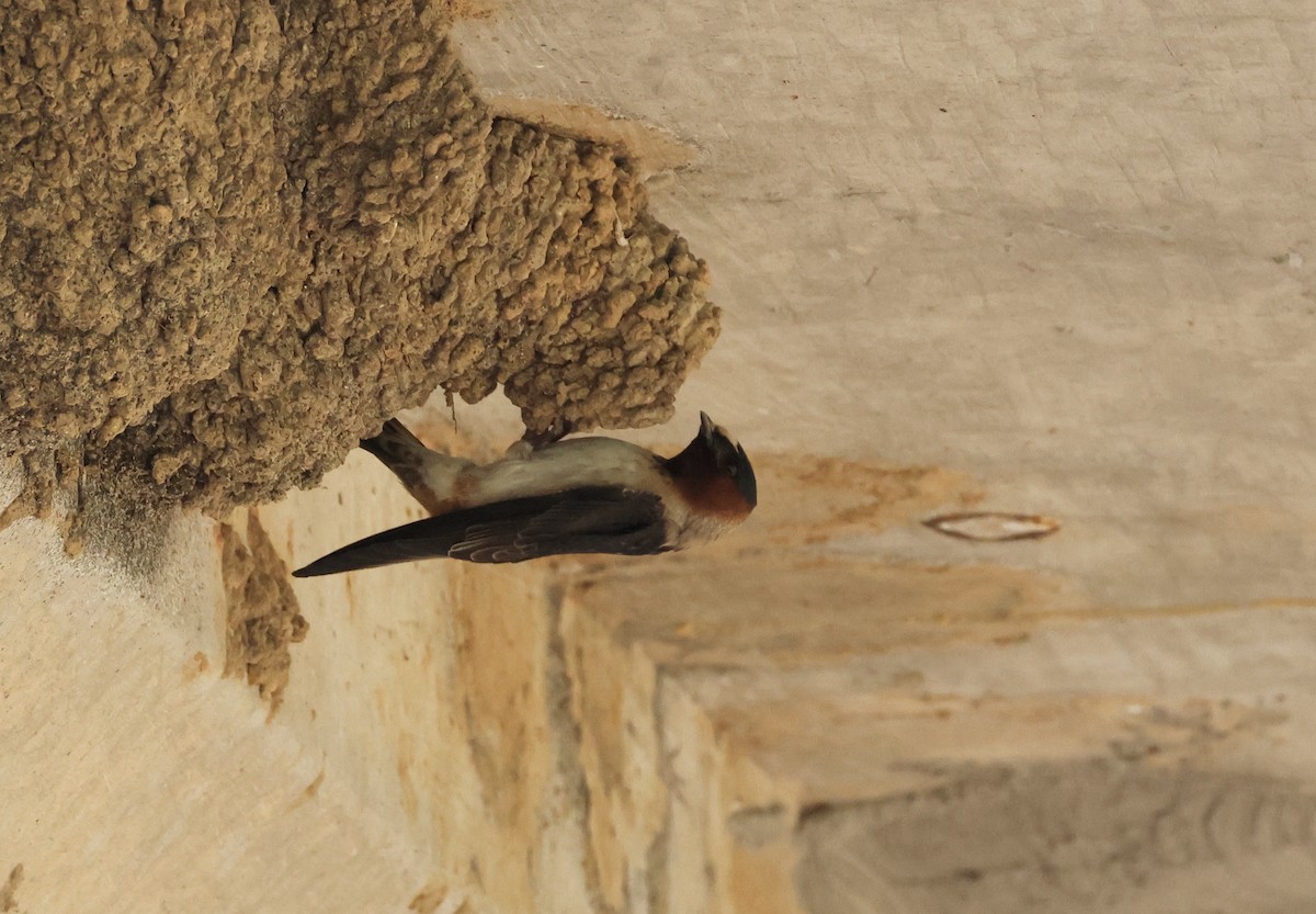 Cliff Swallow - ML636831574