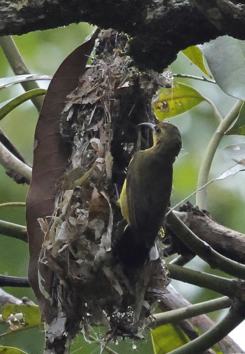 Garden Sunbird - ML636831600