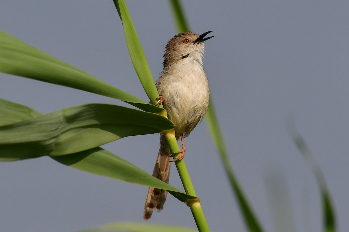 alveprinia - ML636831602