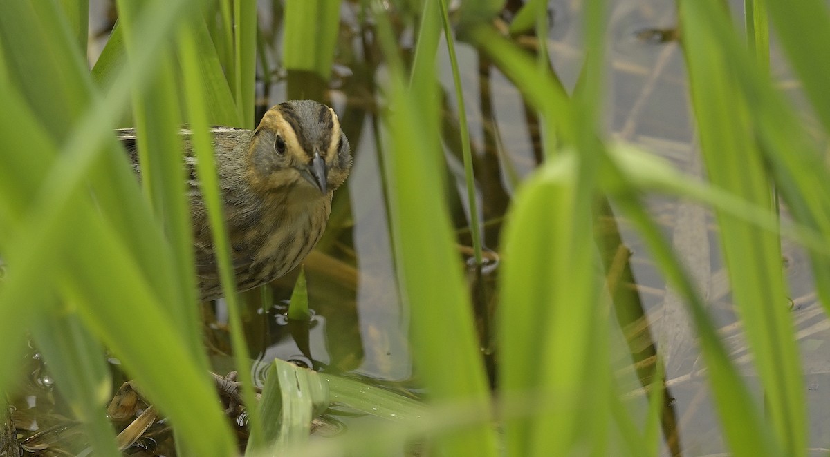 Nelson's Sparrow - ML636831652