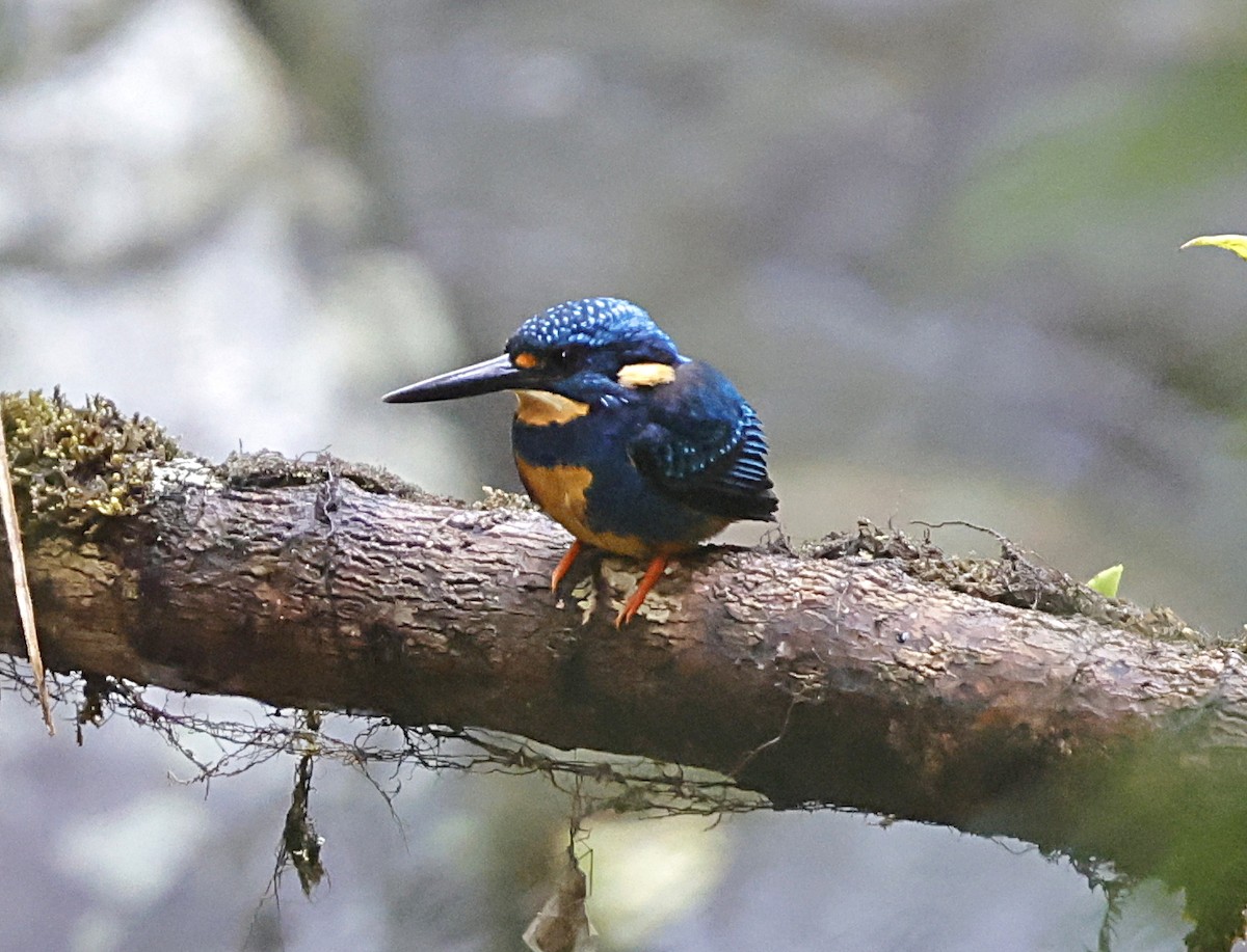 Indigo-banded Kingfisher (Southern) - ML636831738