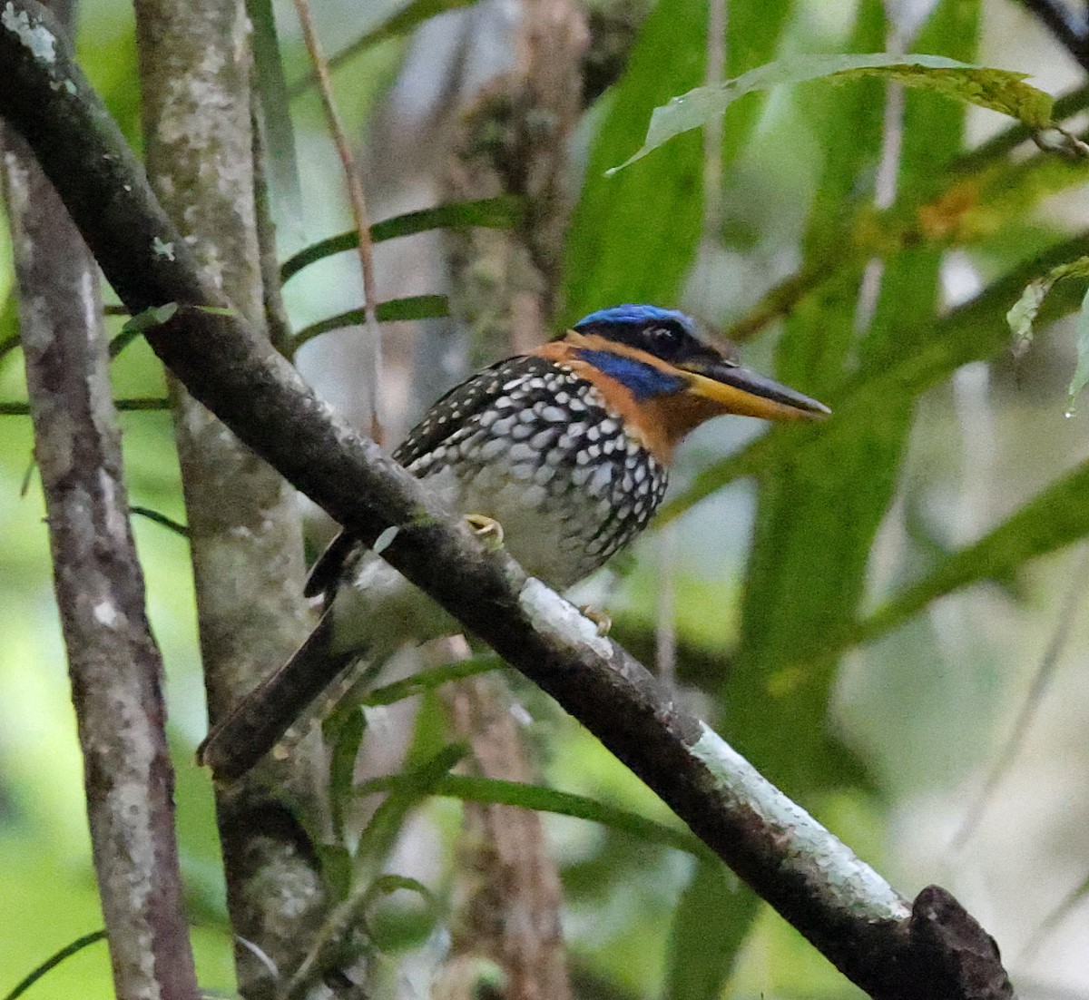 Spotted Kingfisher - ML636831752