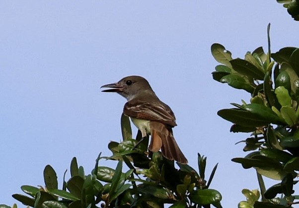 Great Crested Flycatcher - ML636831779