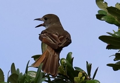 Great Crested Flycatcher - ML636831780