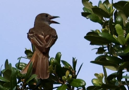 Great Crested Flycatcher - ML636831781