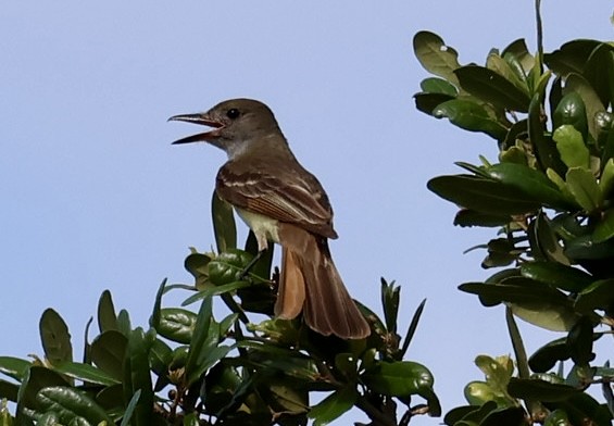 Great Crested Flycatcher - ML636831782
