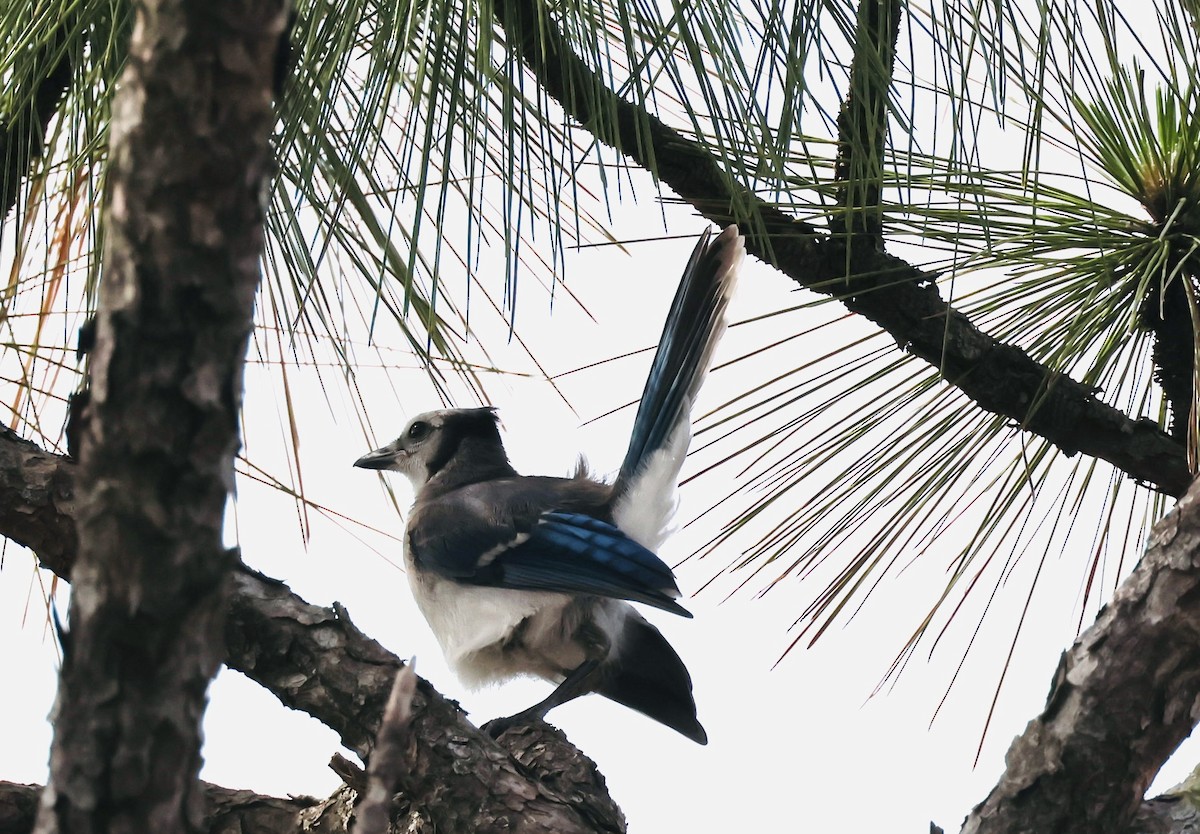 Blue Jay - ML636831790