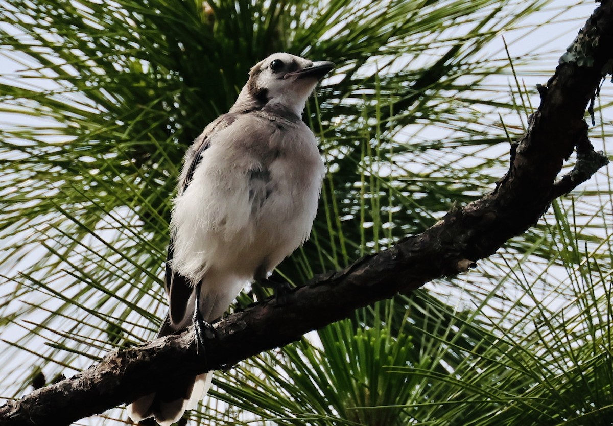 Blue Jay - ML636831791
