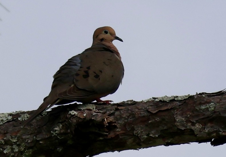 Mourning Dove - ML636831806