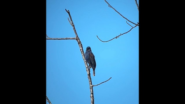 Blue Grosbeak - ML636831816