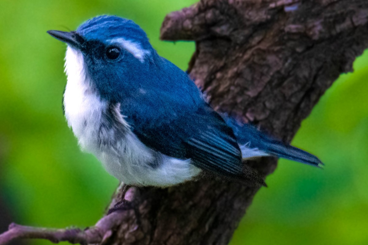Ultramarine Flycatcher - ML636831822