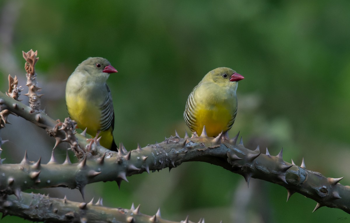 Green Avadavat - ML636831877