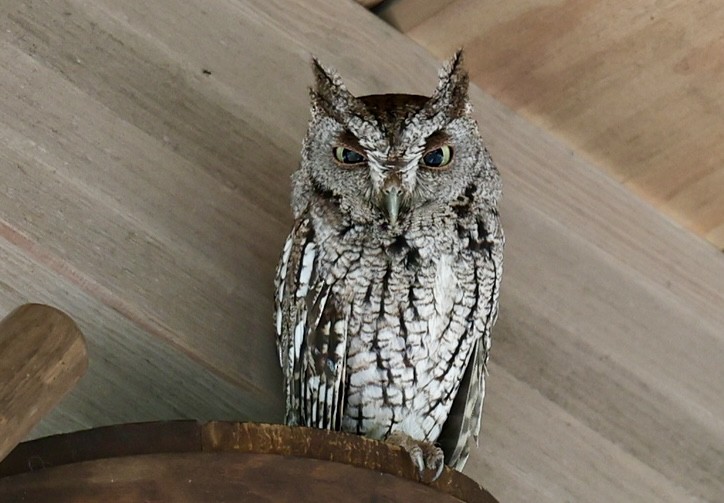 Eastern Screech-Owl - ML636831896