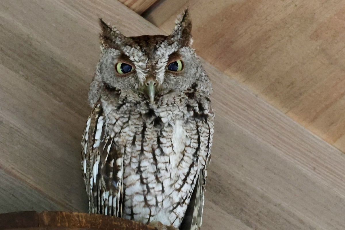 Eastern Screech-Owl - ML636831897