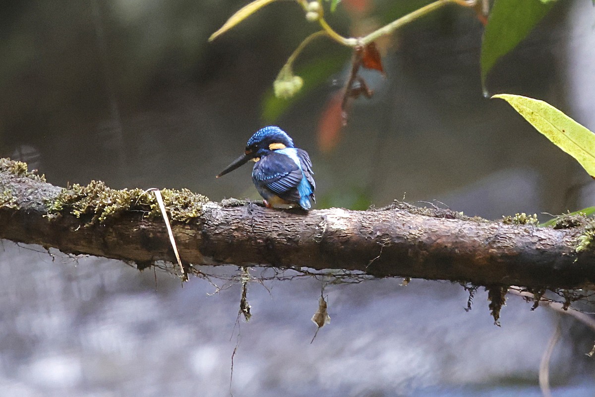 Indigo-banded Kingfisher (Southern) - ML636831900