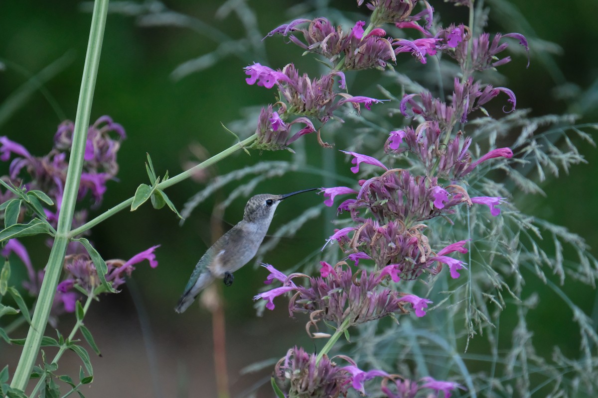 Black-chinned Hummingbird - ML636831997