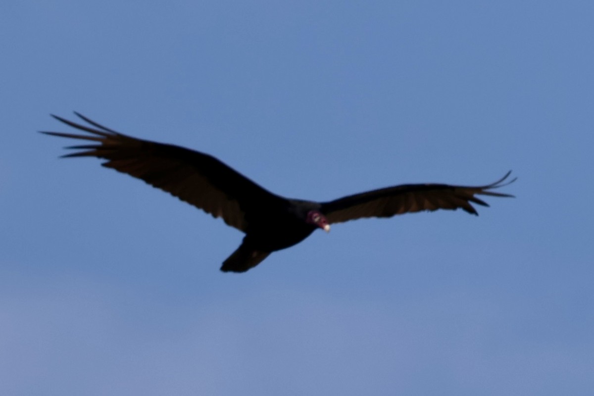 Turkey Vulture - ML636832053