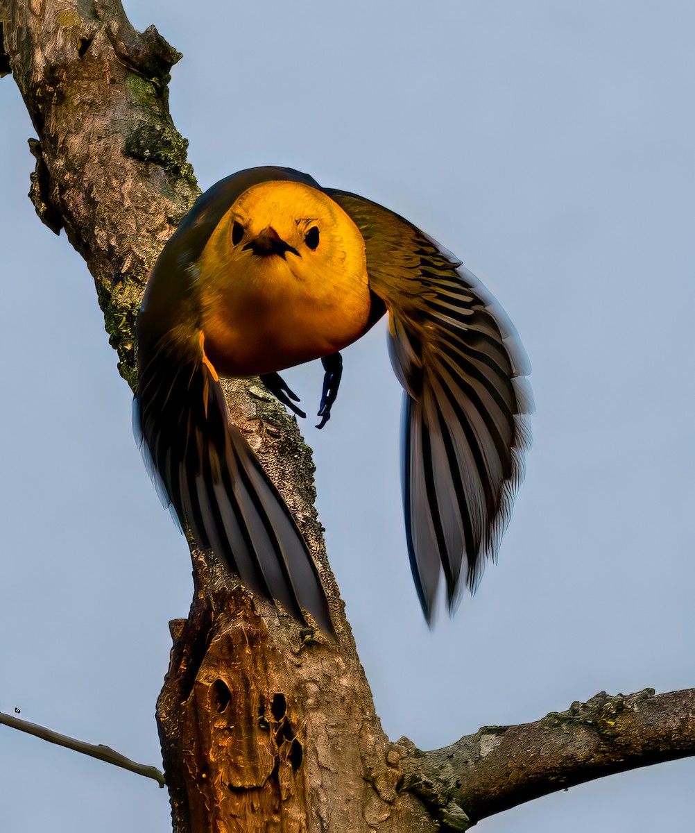 Prothonotary Warbler - ML636832058