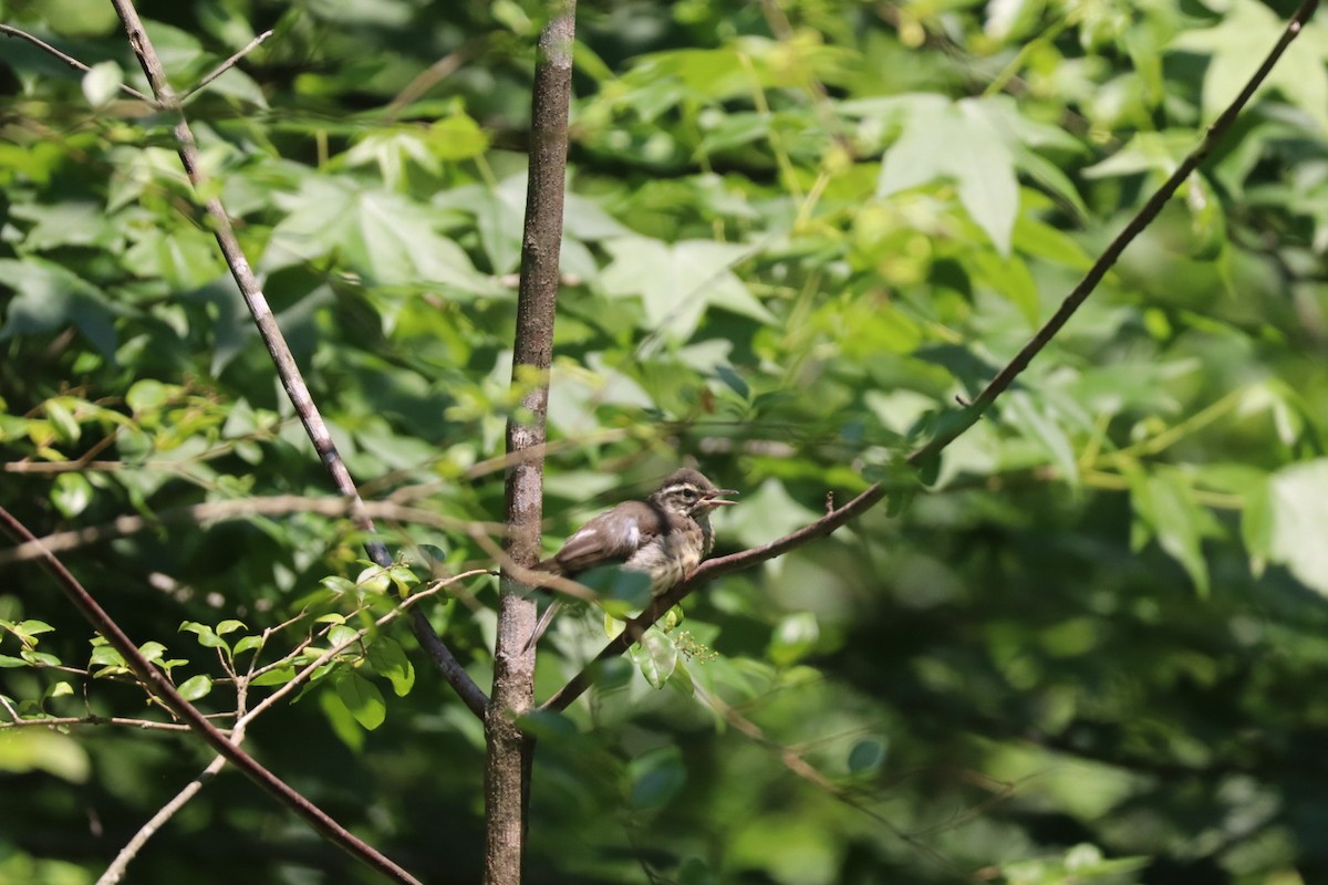 Louisiana Waterthrush - ML636832081