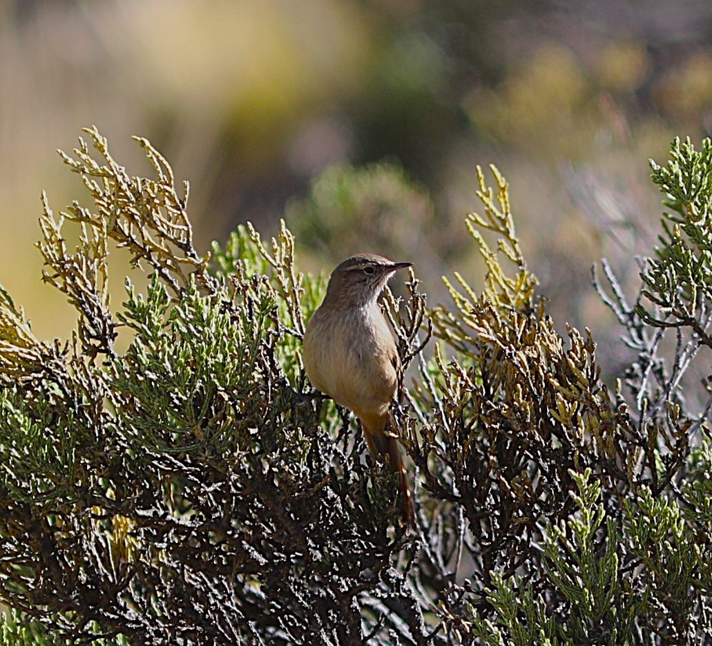 Cordilleran Canastero - ML636832103