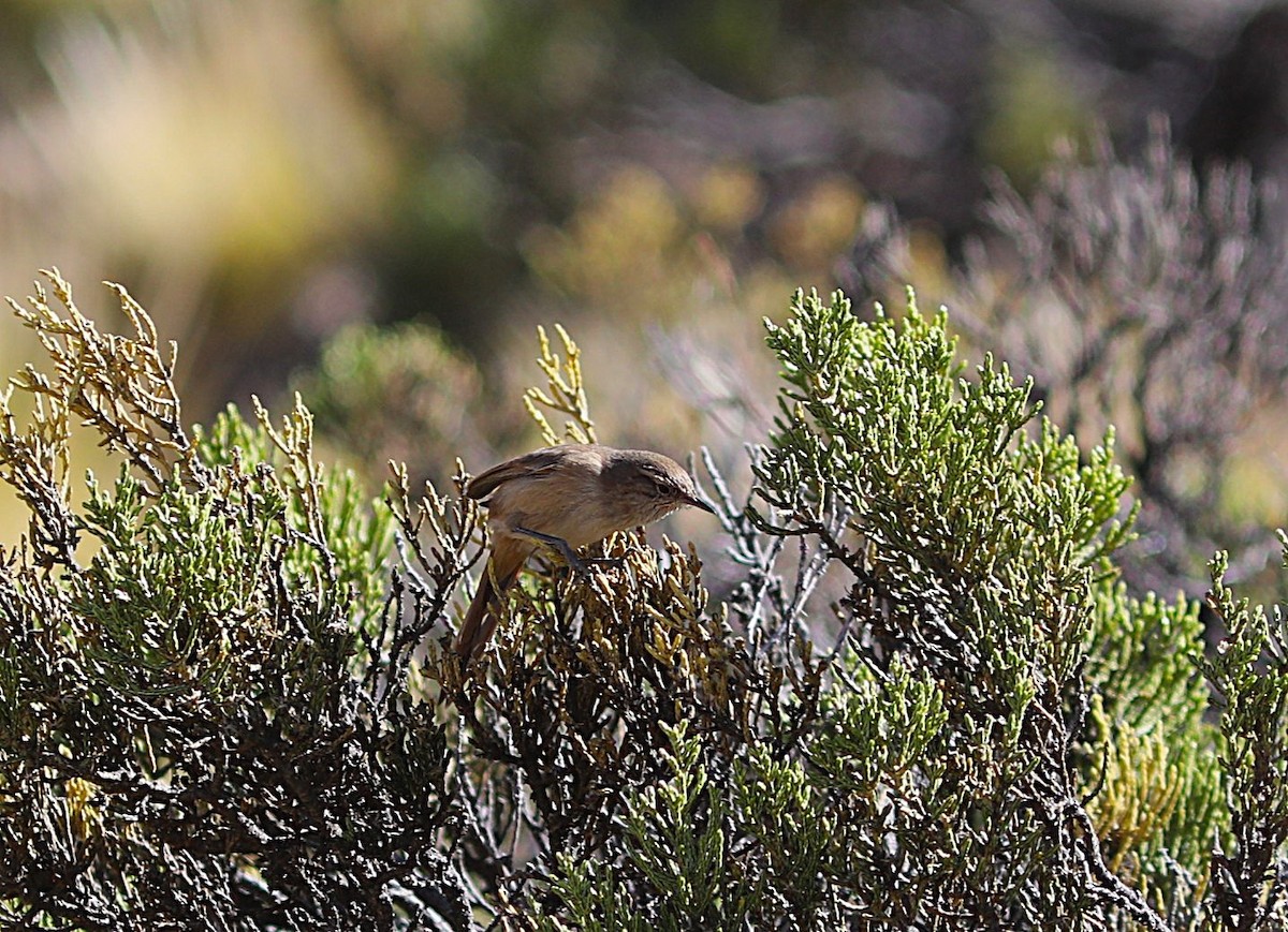Cordilleran Canastero - ML636832104