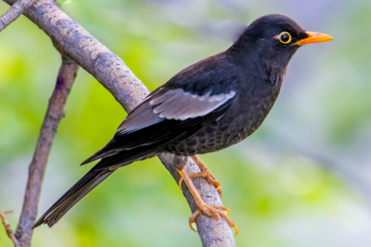 Gray-winged Blackbird - ML636832110