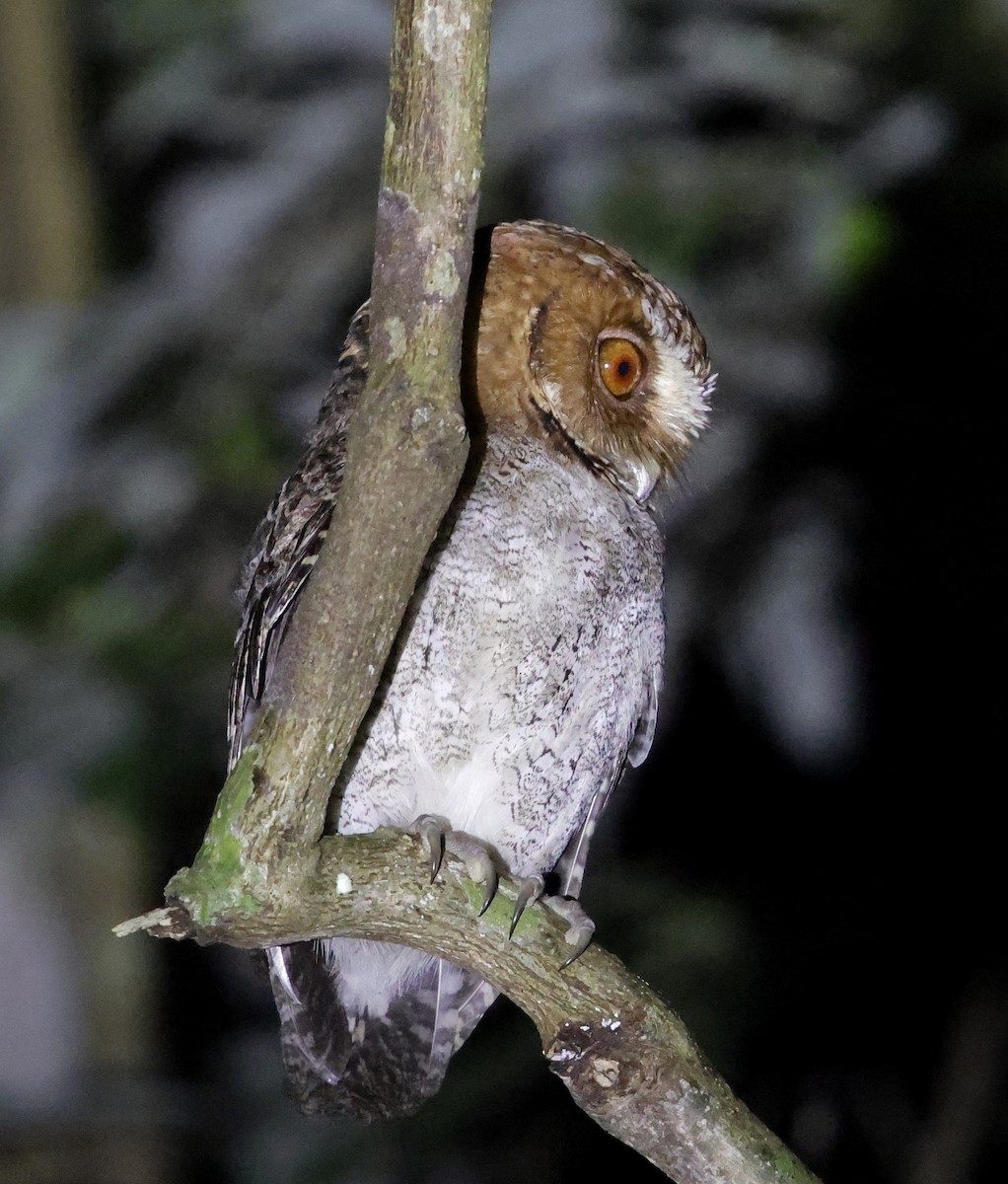 Negros Scops-Owl - ML636832135