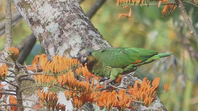 Orange-winged Amazon - ML636832146