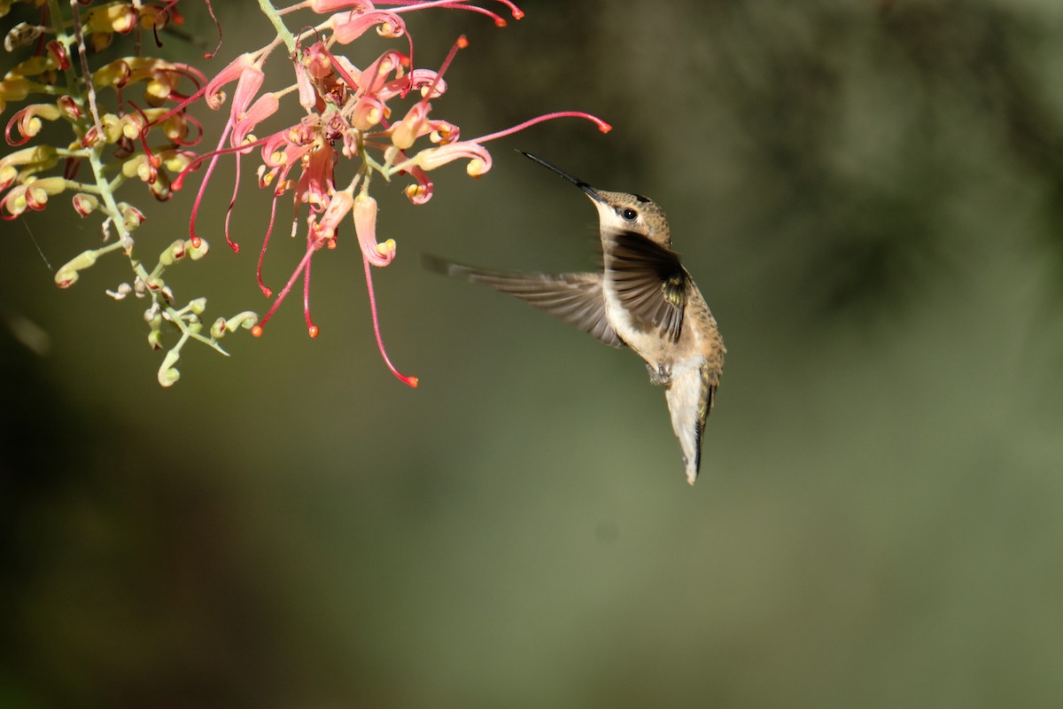Black-chinned Hummingbird - ML636832163