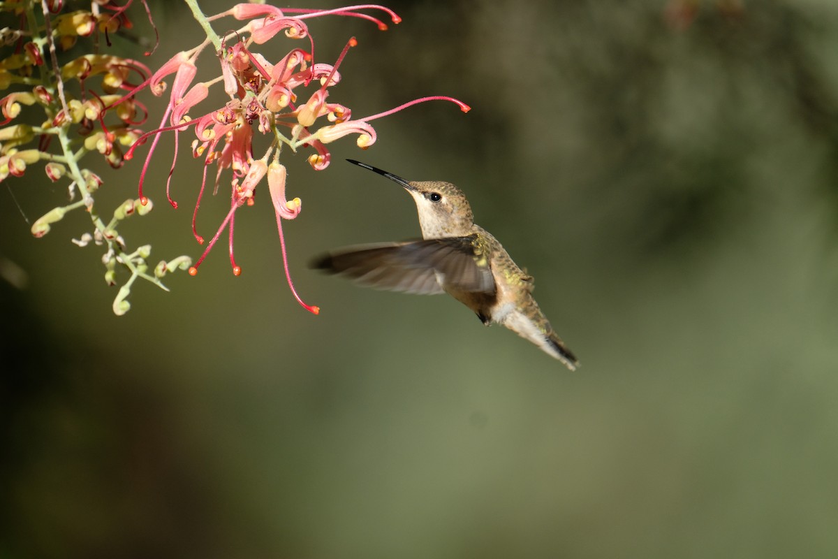 Black-chinned Hummingbird - ML636832165