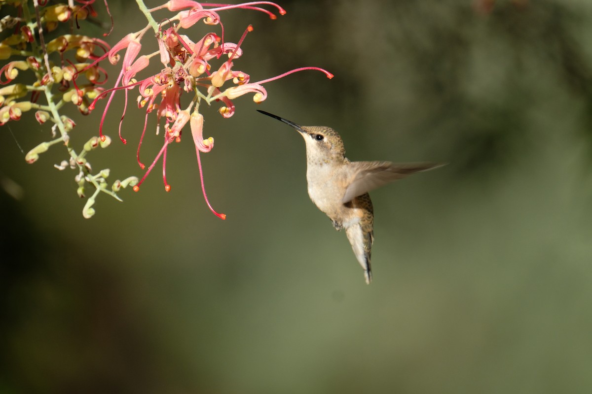 Black-chinned Hummingbird - ML636832167
