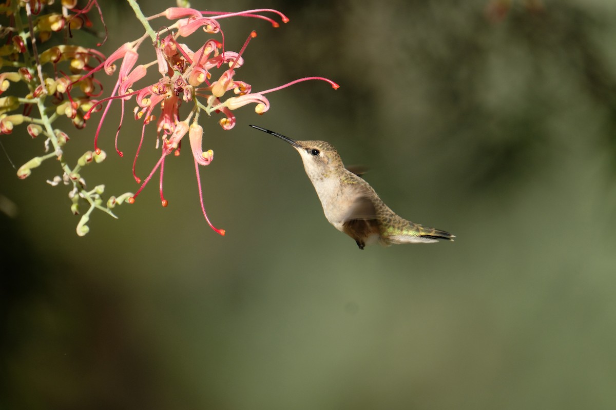 Black-chinned Hummingbird - ML636832168