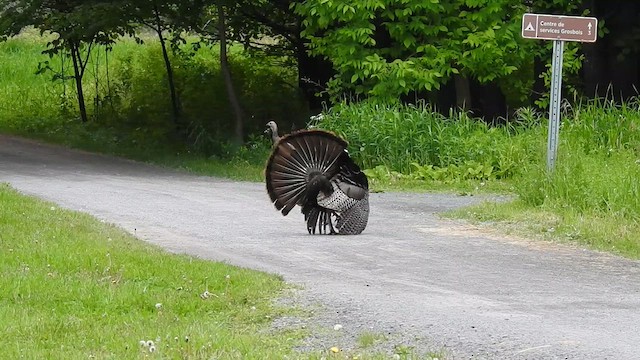Wild Turkey - ML636832204