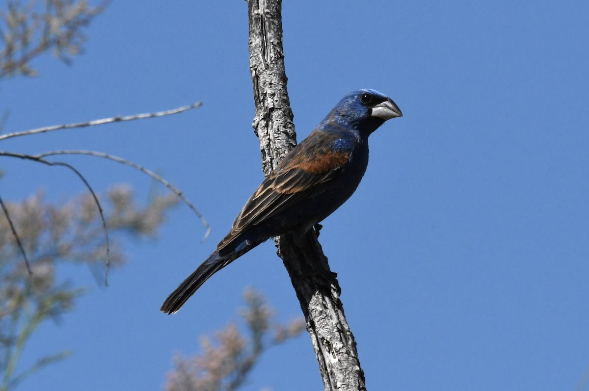 Blue Grosbeak - ML636832252