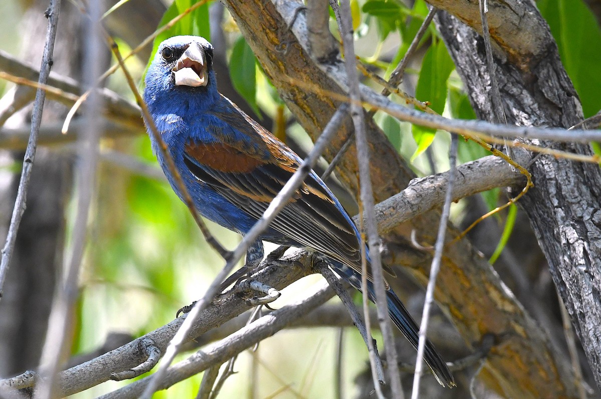 Blue Grosbeak - ML636832275