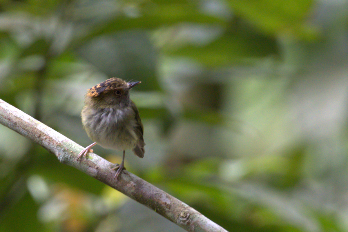 Scale-crested Pygmy-Tyrant - ML636832283