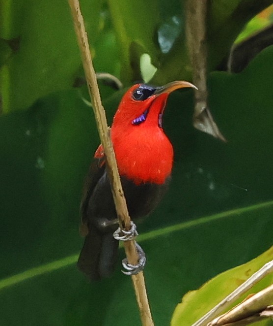 Magnificent Sunbird - ML636832301