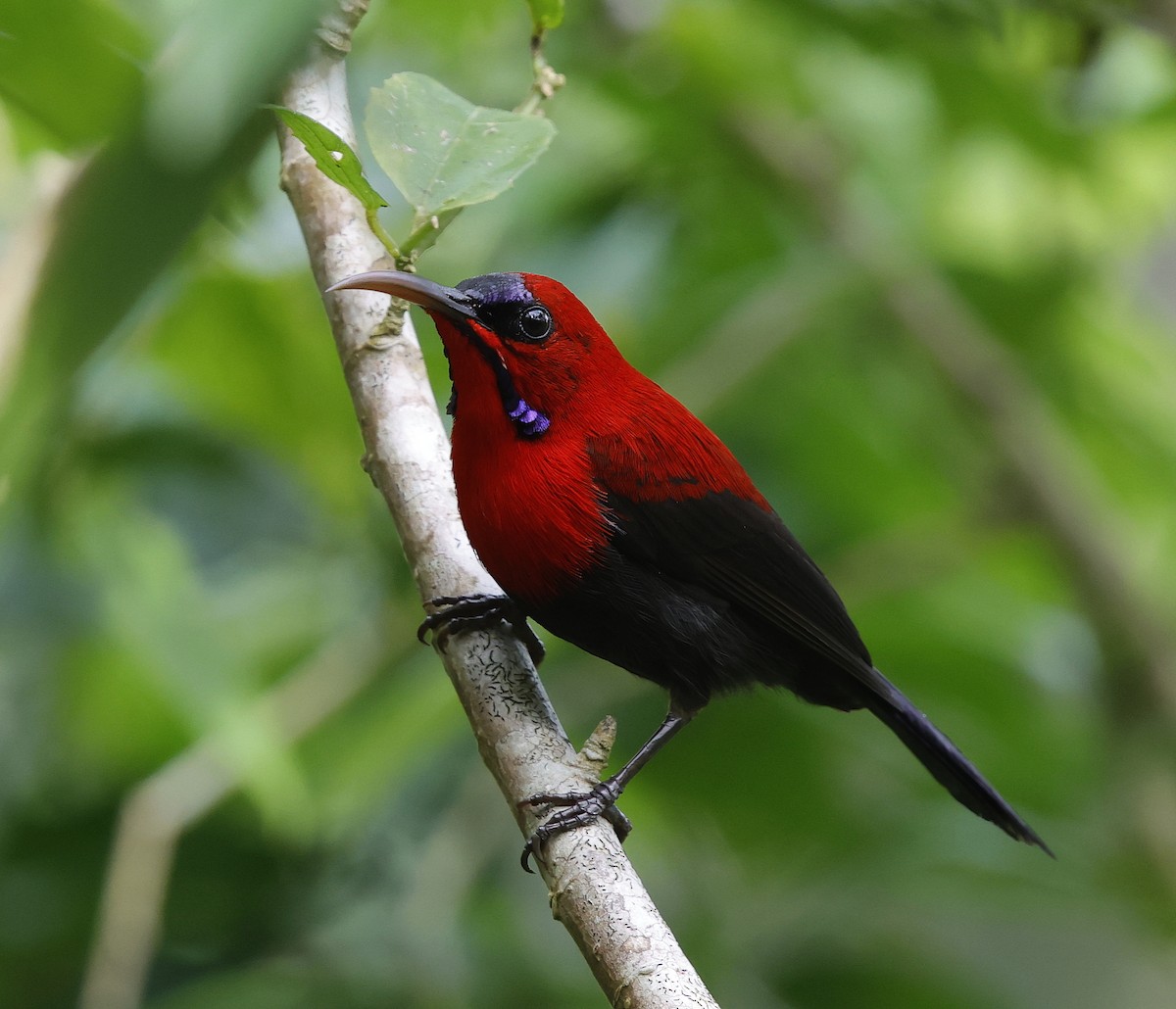 Magnificent Sunbird - ML636832304