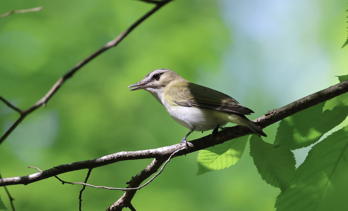 Kızıl Gözlü Vireo - ML636832330
