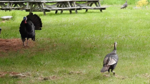 Wild Turkey - ML636832398