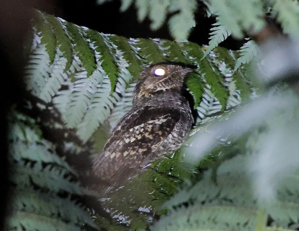Philippine Nightjar - ML636832488