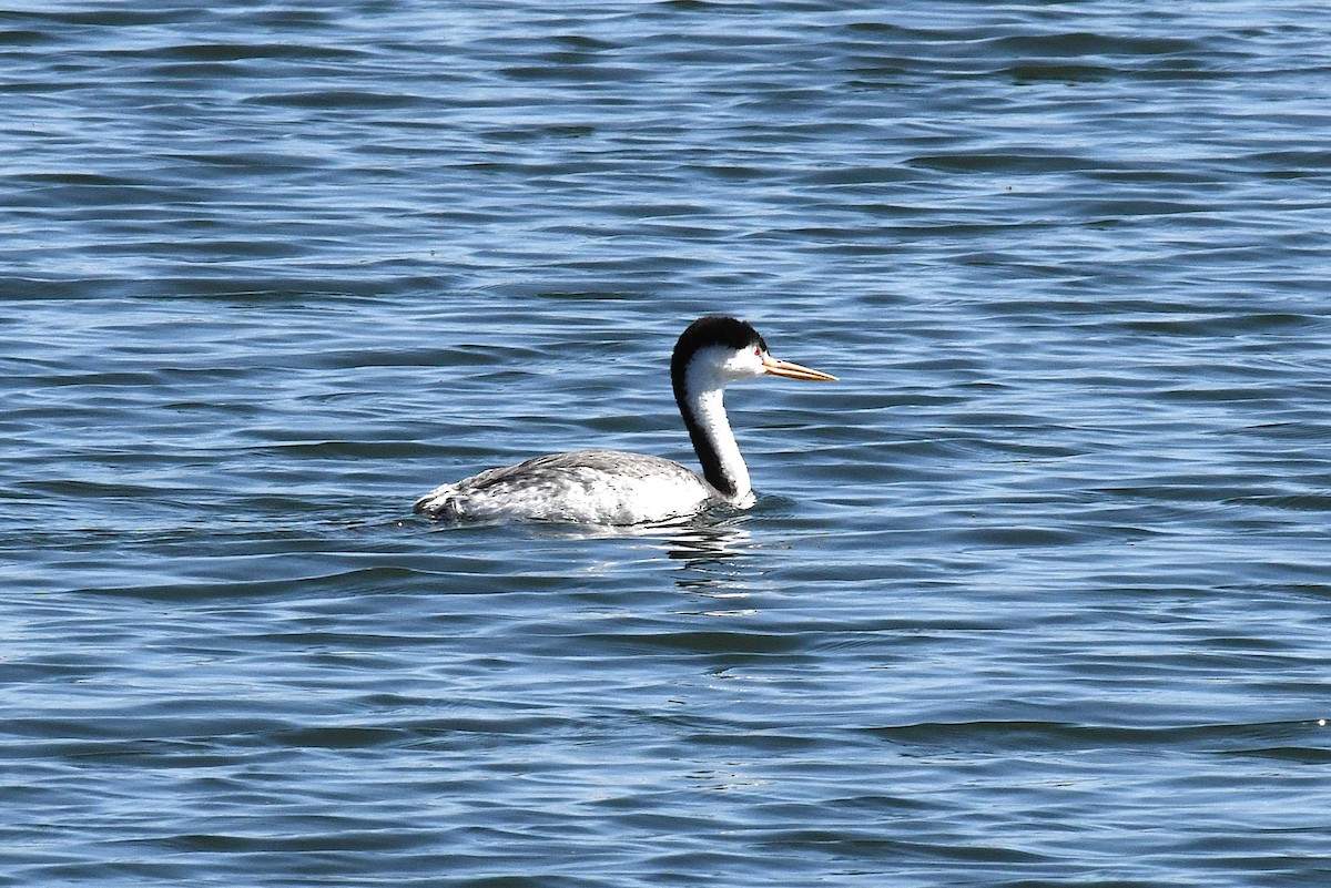 Clark's Grebe - ML636832518
