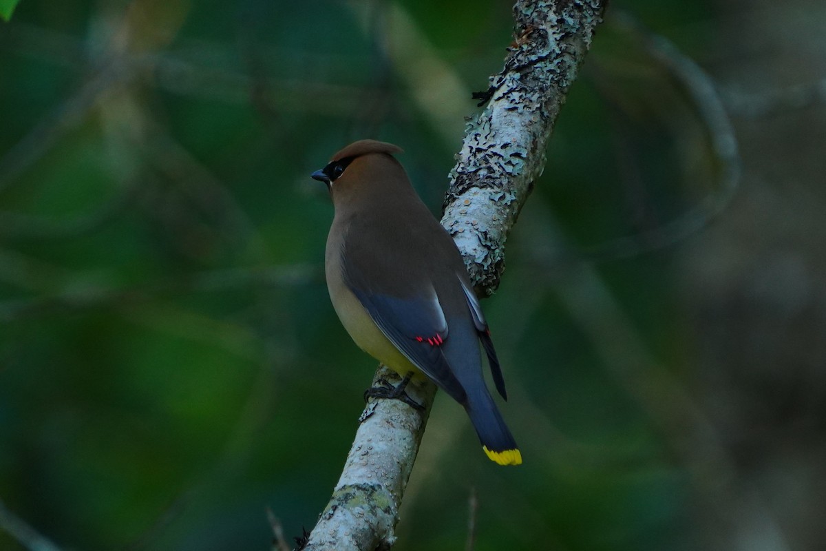 Cedar Waxwing - ML636832519