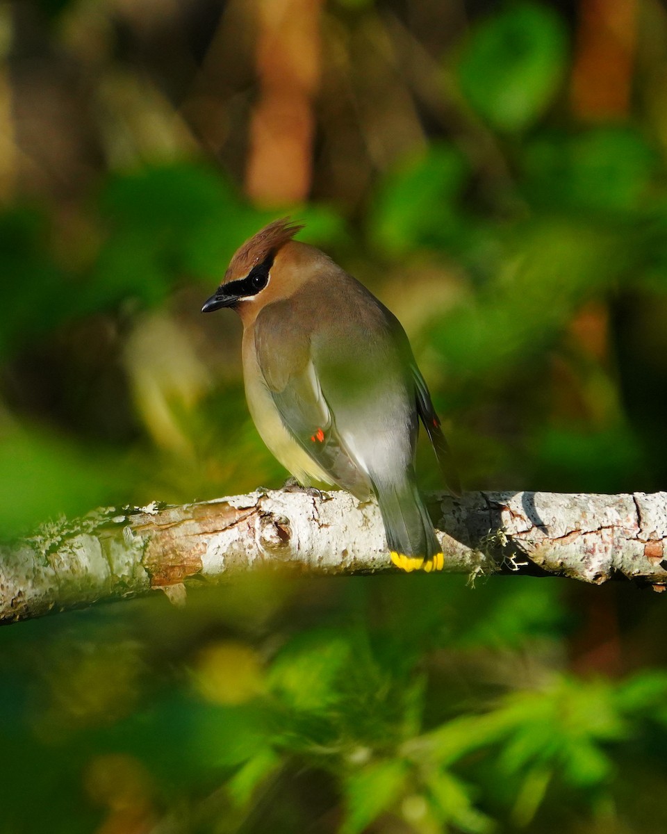Cedar Waxwing - ML636832520