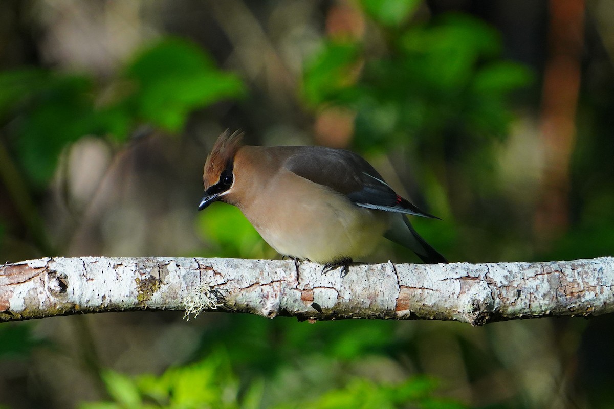 Cedar Waxwing - ML636832521