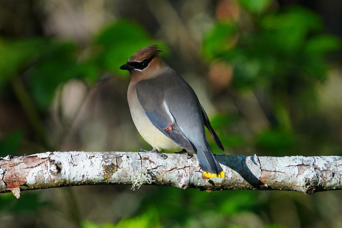 Cedar Waxwing - ML636832522