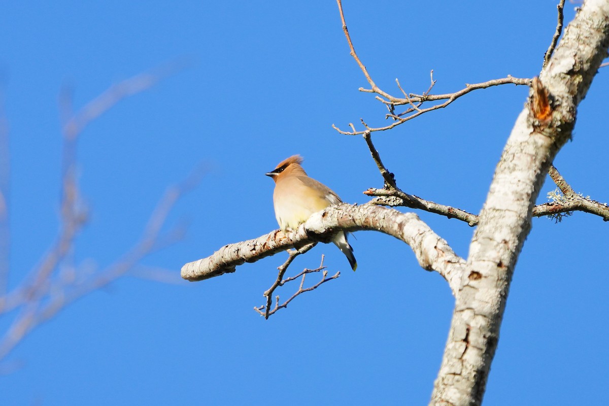 Cedar Waxwing - ML636832524