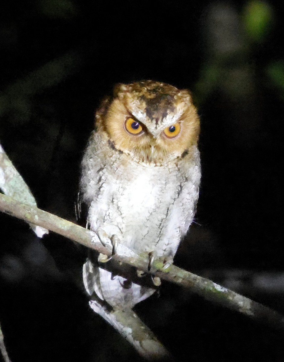 Negros Scops-Owl - ML636832535